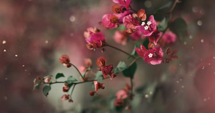 Beauty in Small Things