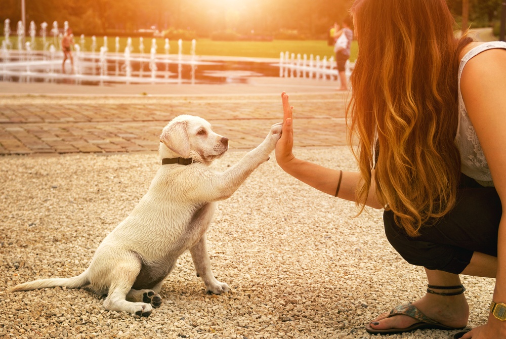 Pet Training Tips: How to Teach Your Dog Basic Commands