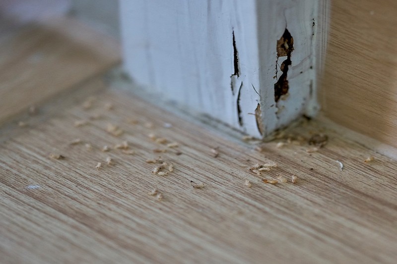 Unraveling the Intricacies of Termite Control in Lafayette