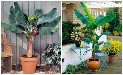 What is the soil of banana trees?