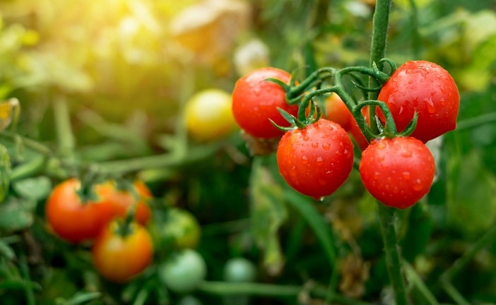 What is the best food for tomato plants?